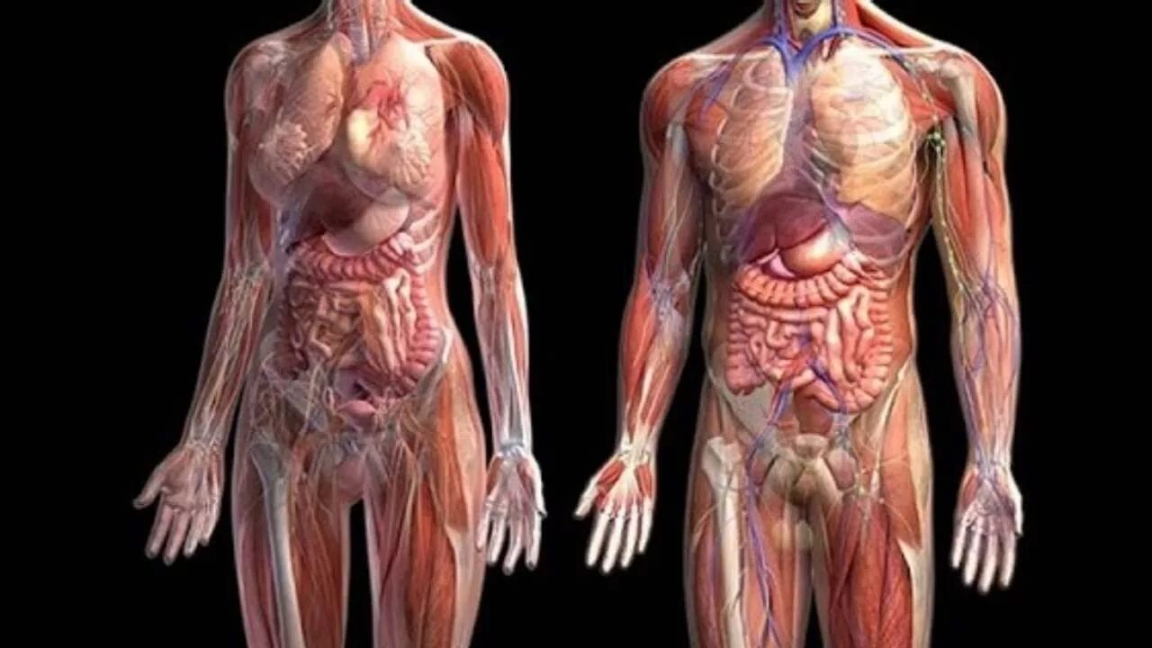 Вид внутренних органов. Тело человека. Организм человека.