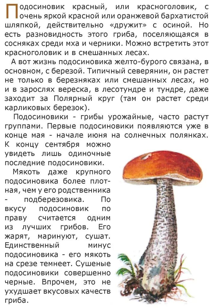 Доклад про гриб подосиновик 7 класс. Питание гриба подосиновика. Подосиновик жёлто-бурый. Доклад про подосиновик.