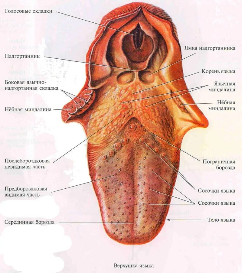 Язык строение анатомия сосочки. Корень языка анатомия строение. Неприятный степень