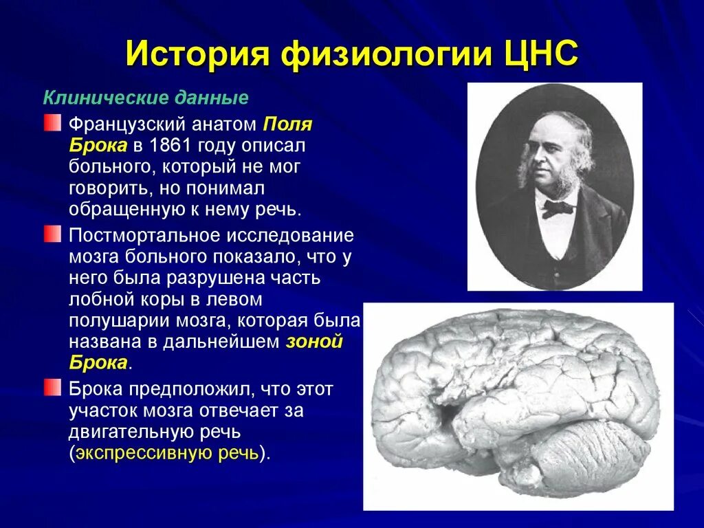 Физиология ЦНС. Физиология центральной нервной системы. Функции ЦНС физиология. Функции нервной системы физиология. Ученые изучающие мозг