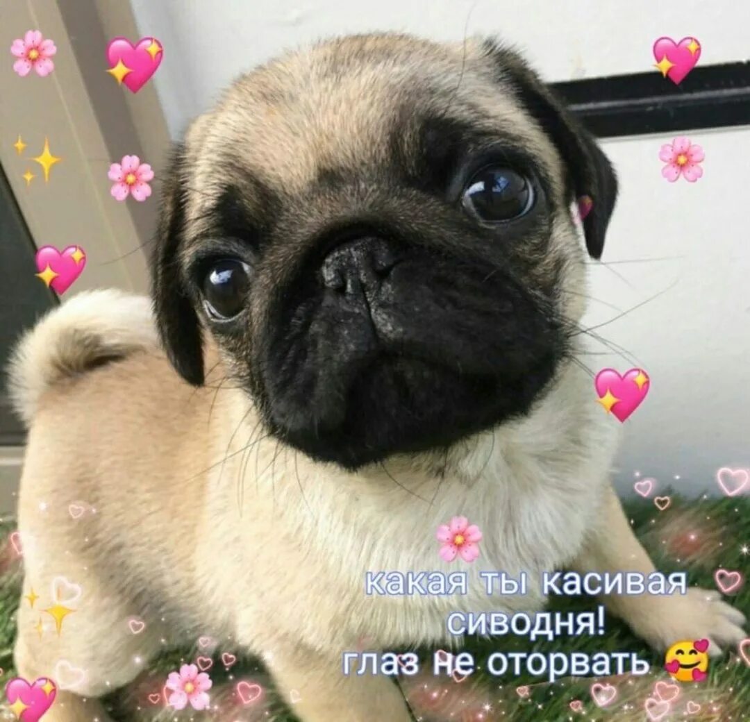 Щенки мопса девочки