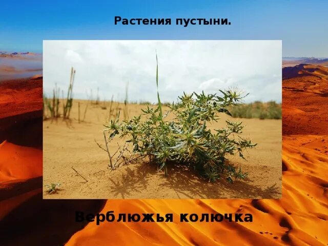 Природная зона пустыня растения. Растения пустыни 4 класс верблюжья колючка. Культурные растения в пустыне. Растения в пустыне Евразии. Растения зоны пустынь 4 класс.