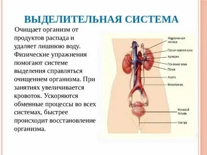 Органы выделения служат для выведения из организма