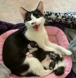 Мяуканье кота для кошки в брачный период