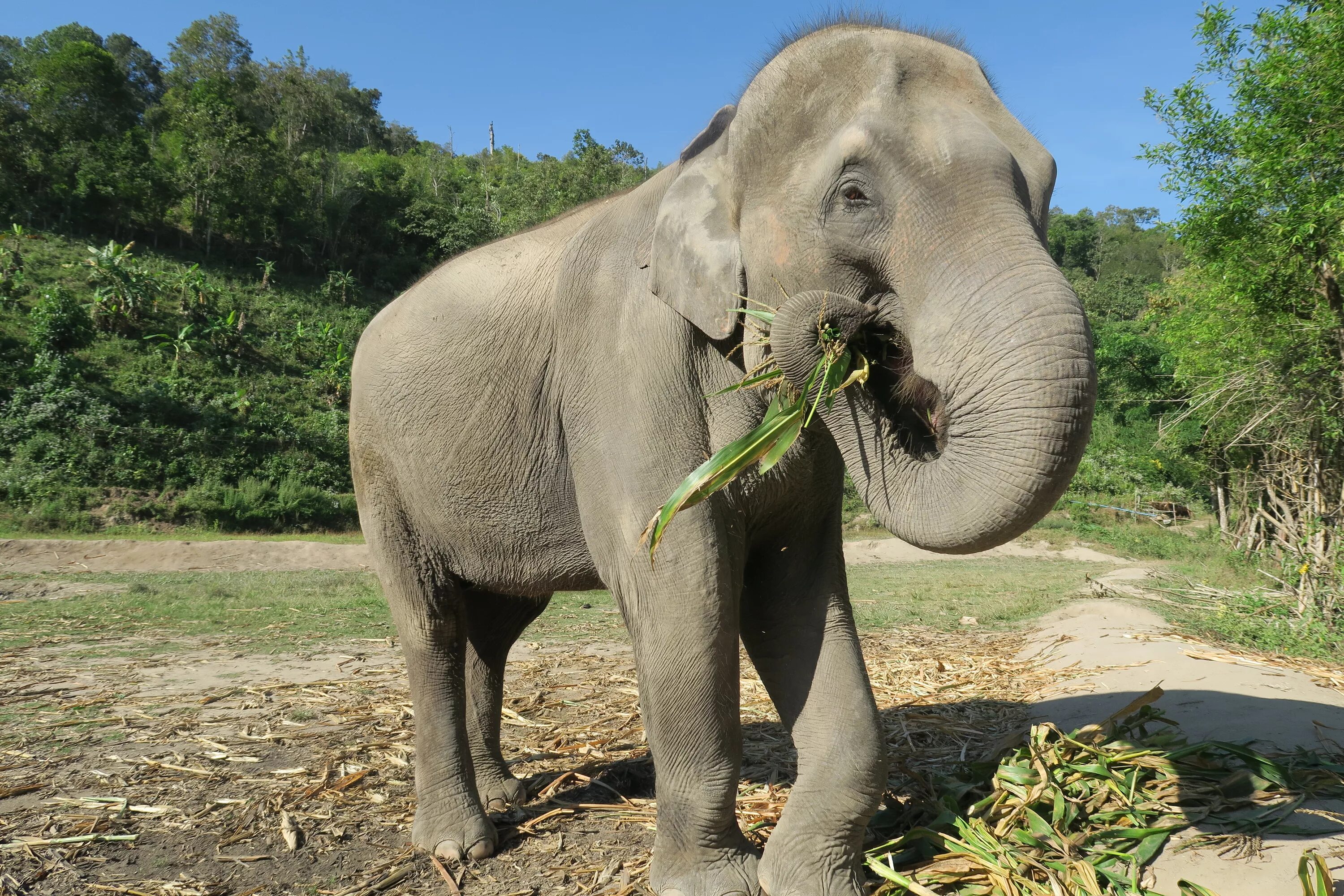 Чем питается индийский слон