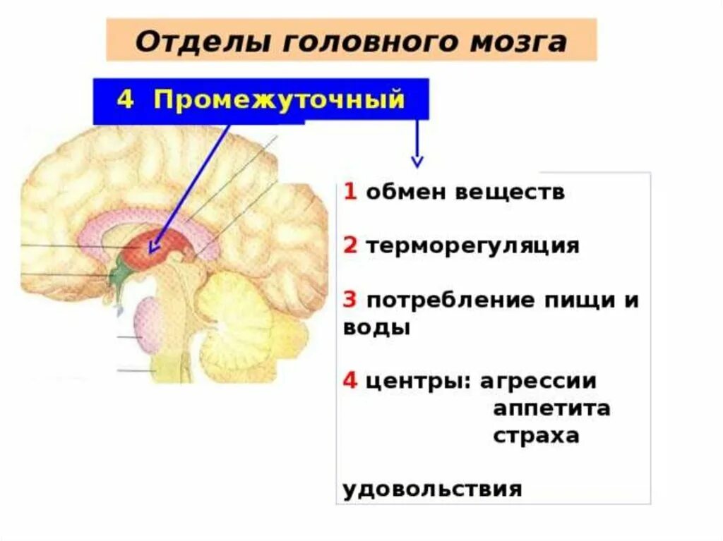 Отдел мозга отвечающий за терморегуляцию. Промежуточный мозг. Отделы промежуточного мозга. Отдел головного мозга который регулирует терморегуляцию.