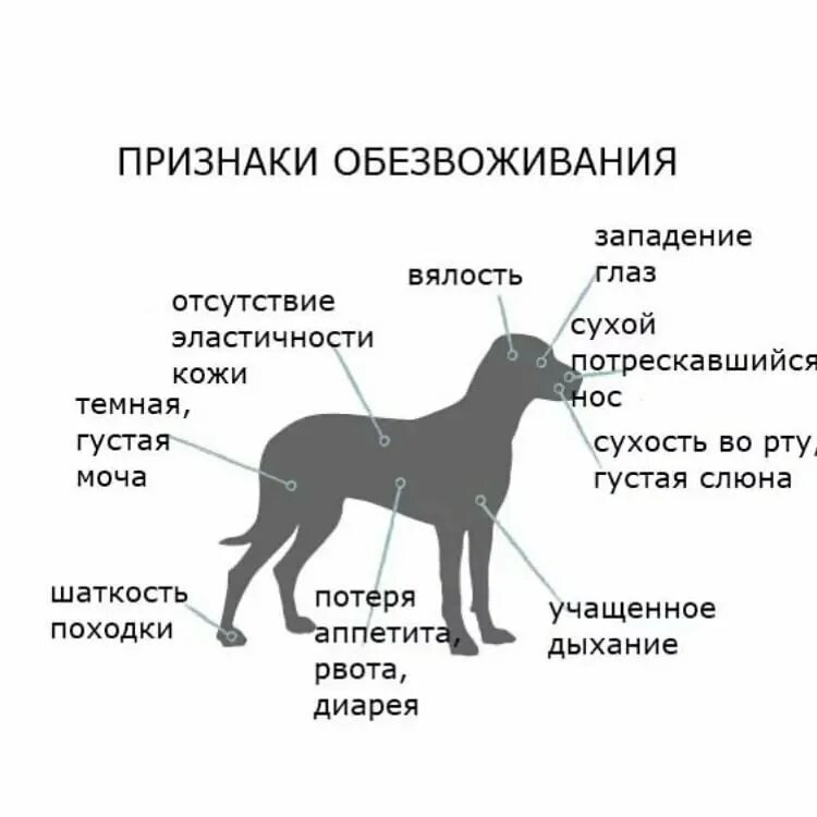 Как понять что у собаки проблемы. Оценка степени дегидратации у собак. признаки обезвоживания у собаки. обезвоживание у собаки симптомы. дегидратация у животных.