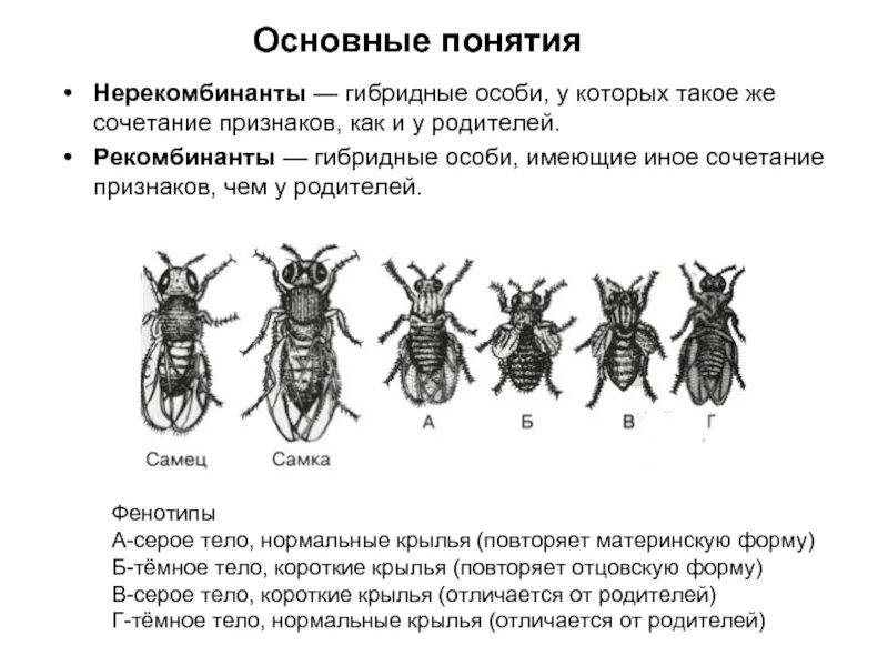 Гибрид термин. Нерекомбинанты. Рекомбинанты и нерекомбинанты. Нерекомбинантные особи. Гибридная особь.