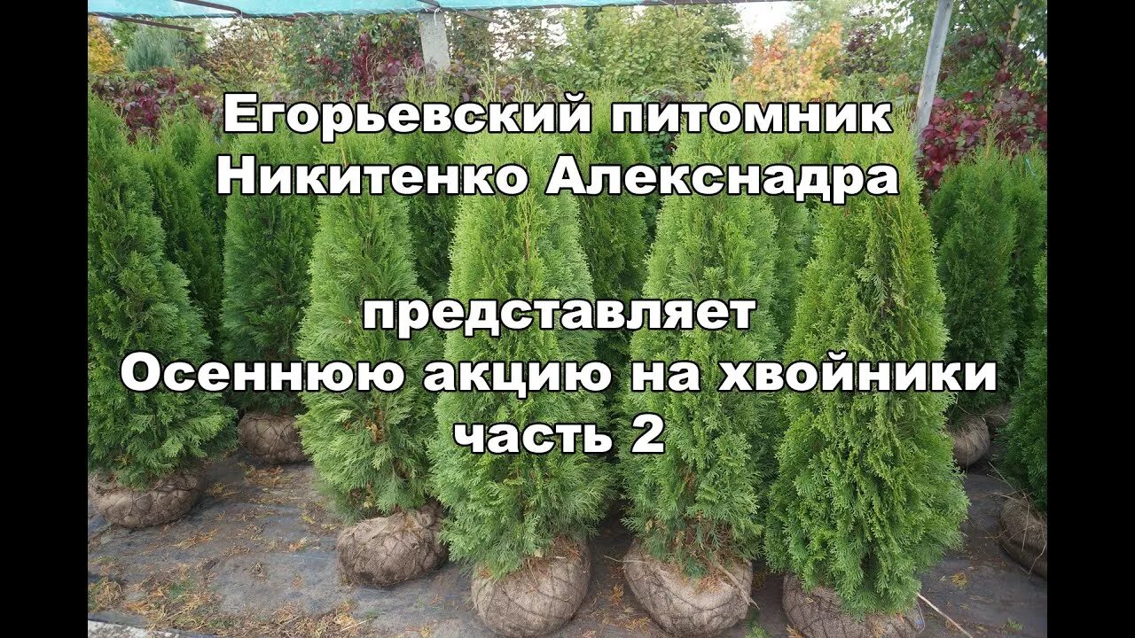 Питомник растений в Егорьевске Никитенко. Сайт питомник никитенко