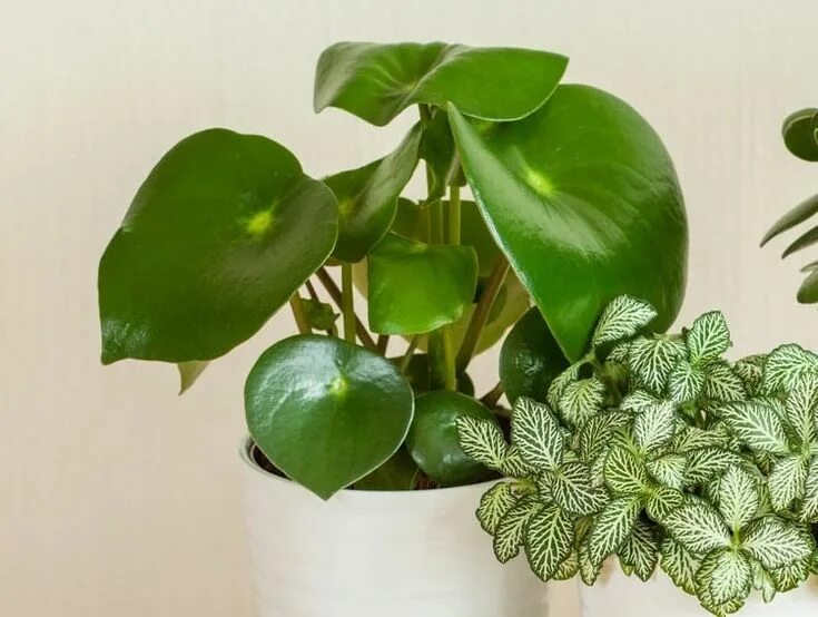 Пеперомия лайм. Хойя пеперомия. пеперомия нивалис peperomia nivalis. пеперомия houseplants. пеперомия квито.