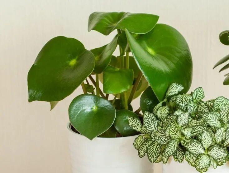 Хойя Пеперомия. Пеперомия Нивалис Peperomia nivalis. Пеперомия houseplants. Пеперомия Квито. Пеперомия пересадка