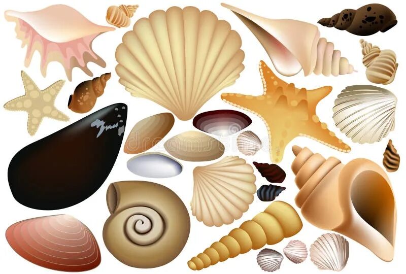 Shells born