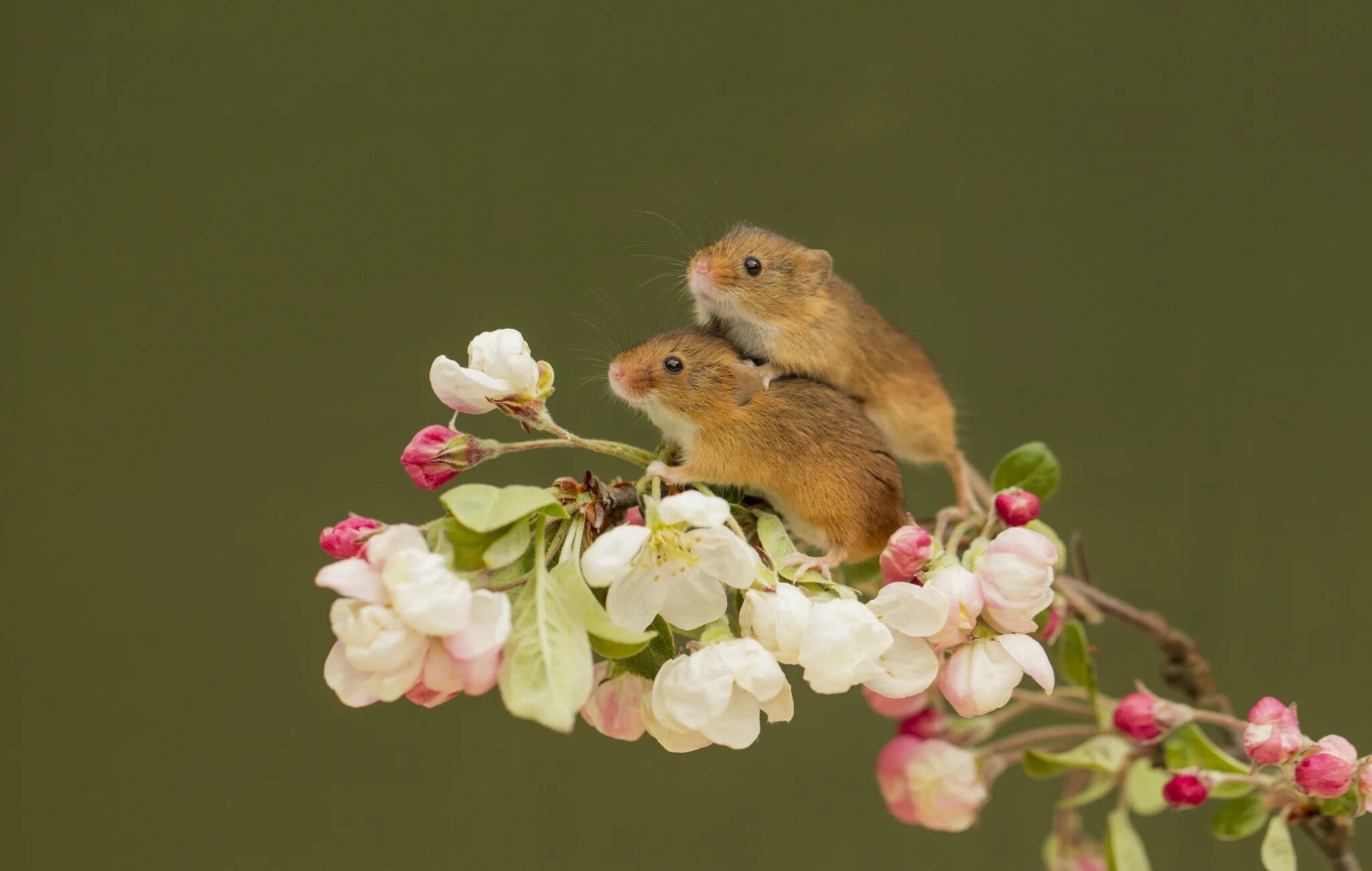 Мыши рабочий стол. Животные с цветочками. Хомячок с цветами. Мышь Малютка.