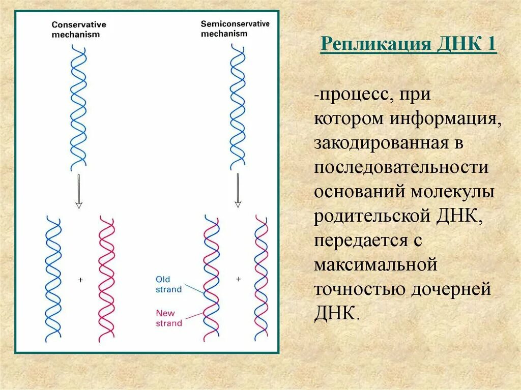 Последовательность процессов происходящих при репликации. Репликация днк последовательность процессов. последовательность событий при репликации днк. репликация это процесс при котором. последовательность при репликации днк.
