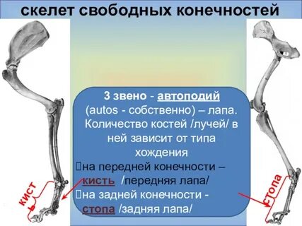 Увеличение костей