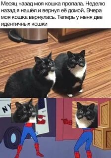 Кот не принимает нового кота