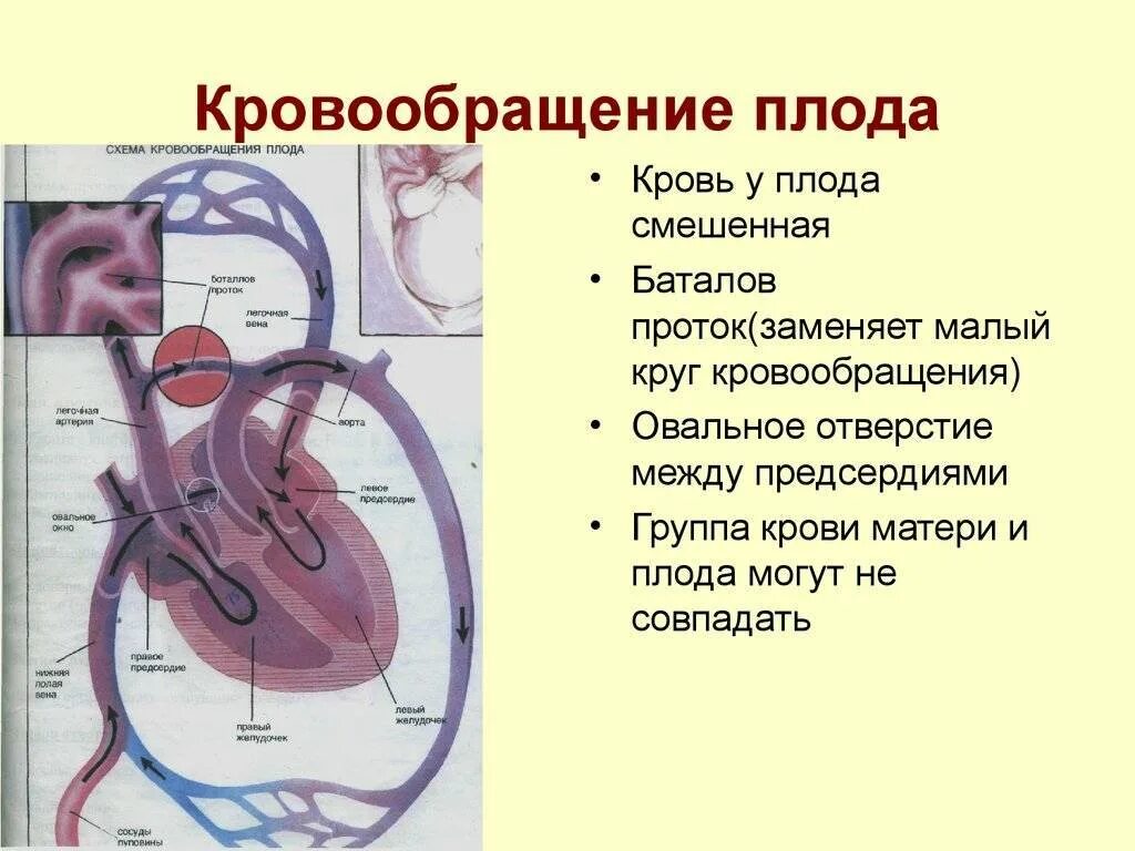 Особенности строения сердца у плода. Схема строения круга кровообращения плода. Плацентарный круг кровообращения схема. Фетальное кровообращение схема. Гемодинамика у детей