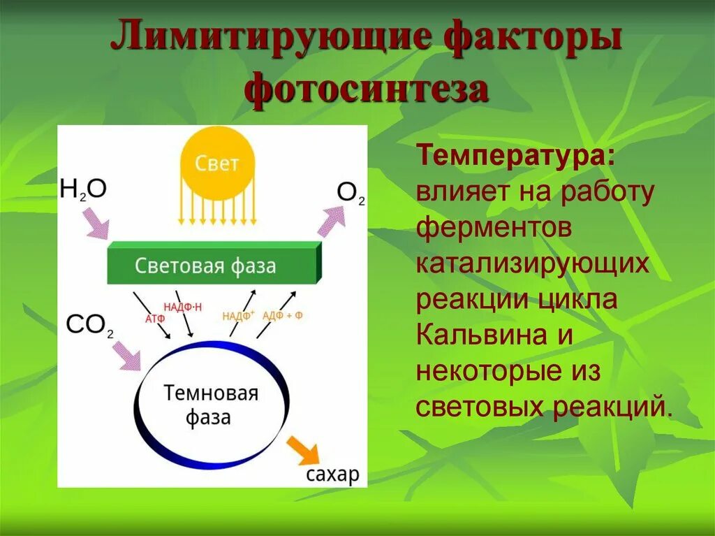 Фотосинтез 6 класс биология темновая фаза\. Лимитирующие факторы фотосинтеза. Имитирующие факторы фотосинтеза. Лимитирующие факторы фото. Реакции световой фазы происходят