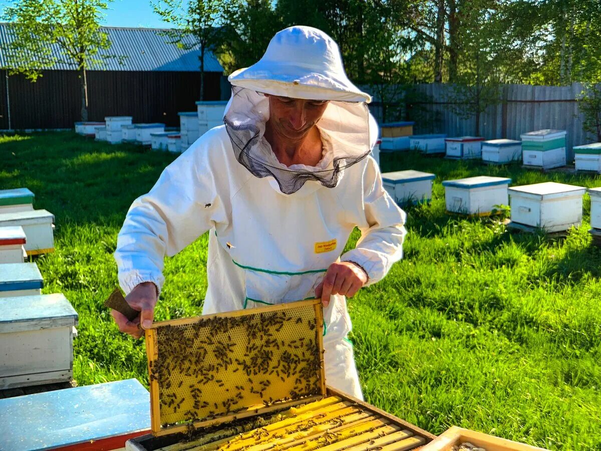 Что делает пчеловод. Пчеловодное хозяйство "Пасечник Шишкин". Новая пасека Курган. Усадьба Пасечника Коломенское.