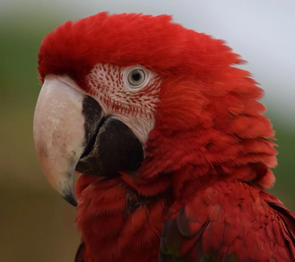 Red parrot