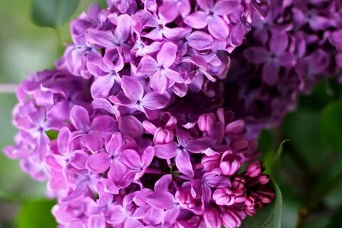 Покажи цветок сирени