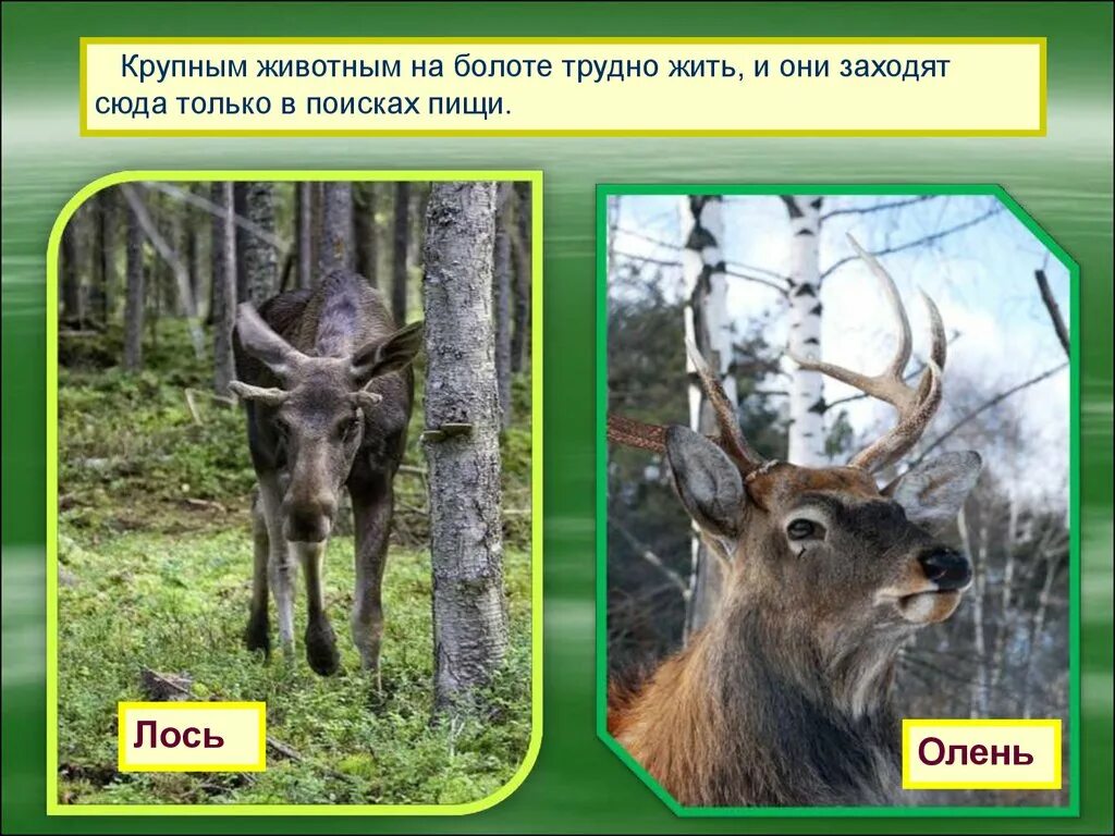 Сообщение о природных обитателях
