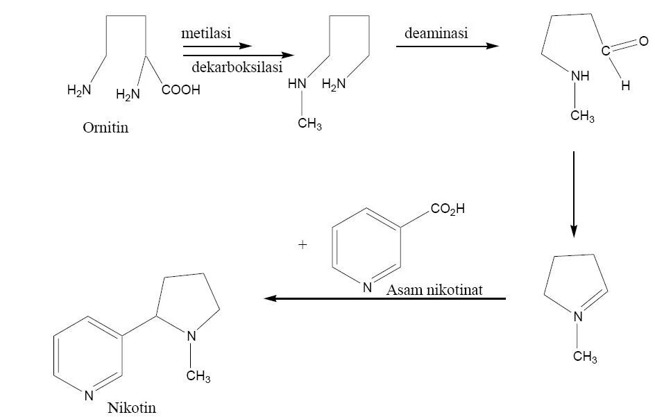 Никотин биохимия. Синтез никотина. Качественная реакция на никотин. Реакции получения никотина. Никотин химические свойства.