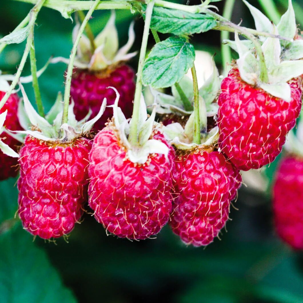 ожерелье малина. малина рубиновый гигант (ремонтантная). малина ремонтантная рубиновое ожерелье. ожерелье малина. малина ремонтантная рубиновое ожерелье.