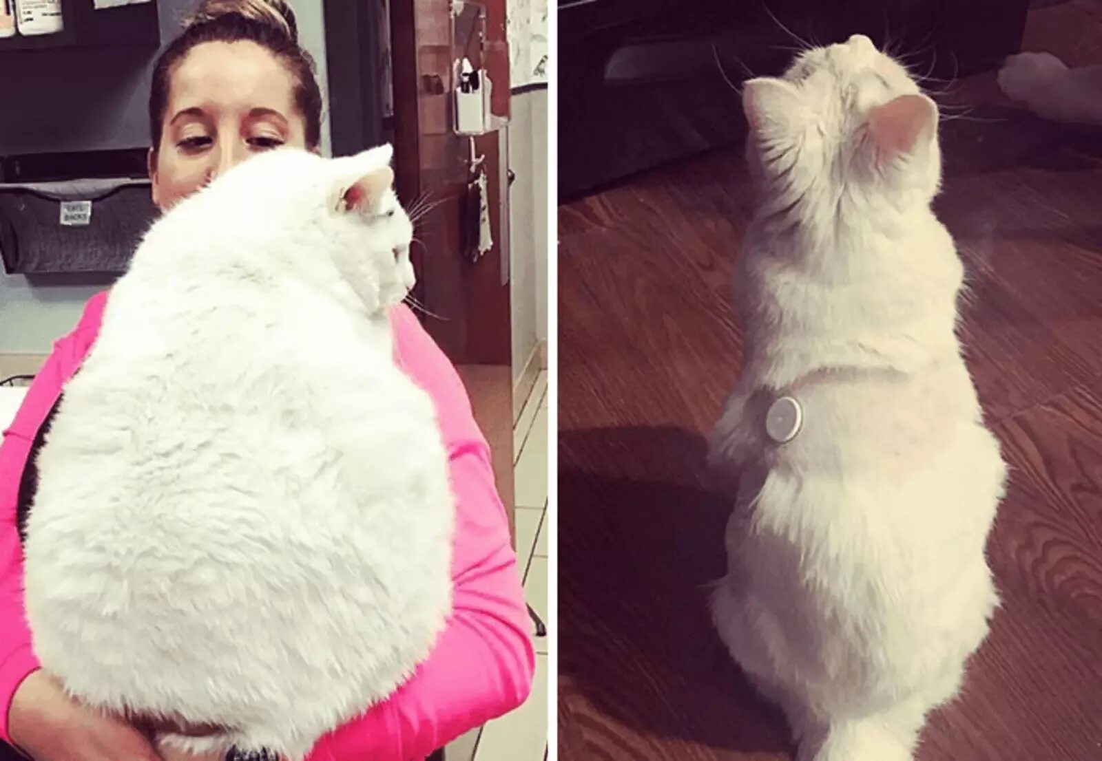 Кот сильно похудел плохо есть. Кот к похудение. котик похудел. худеть к лету кот. кот до и после похудения.