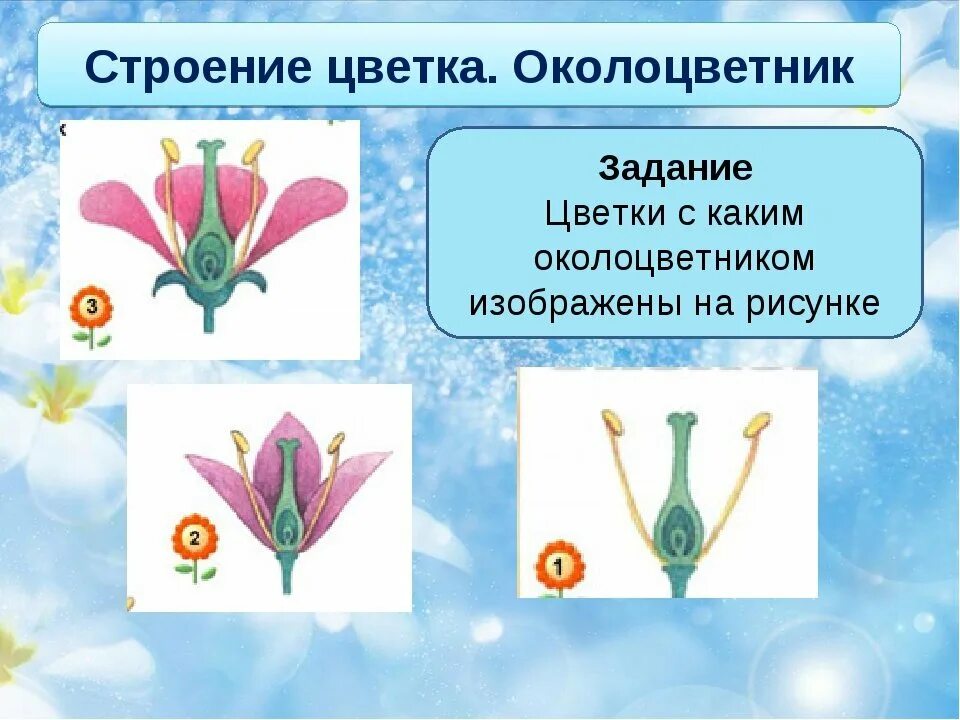Какой цветок изображен. Строение цветка околоцветник. строение околоцветника. цветок с простым околоцветником. формы околоцветника.