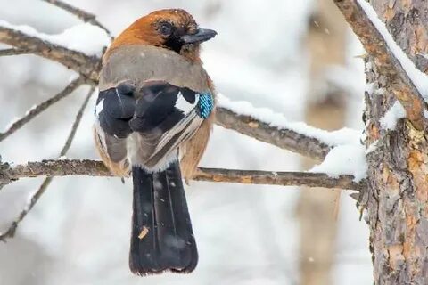 Зимующие птицы названия фото