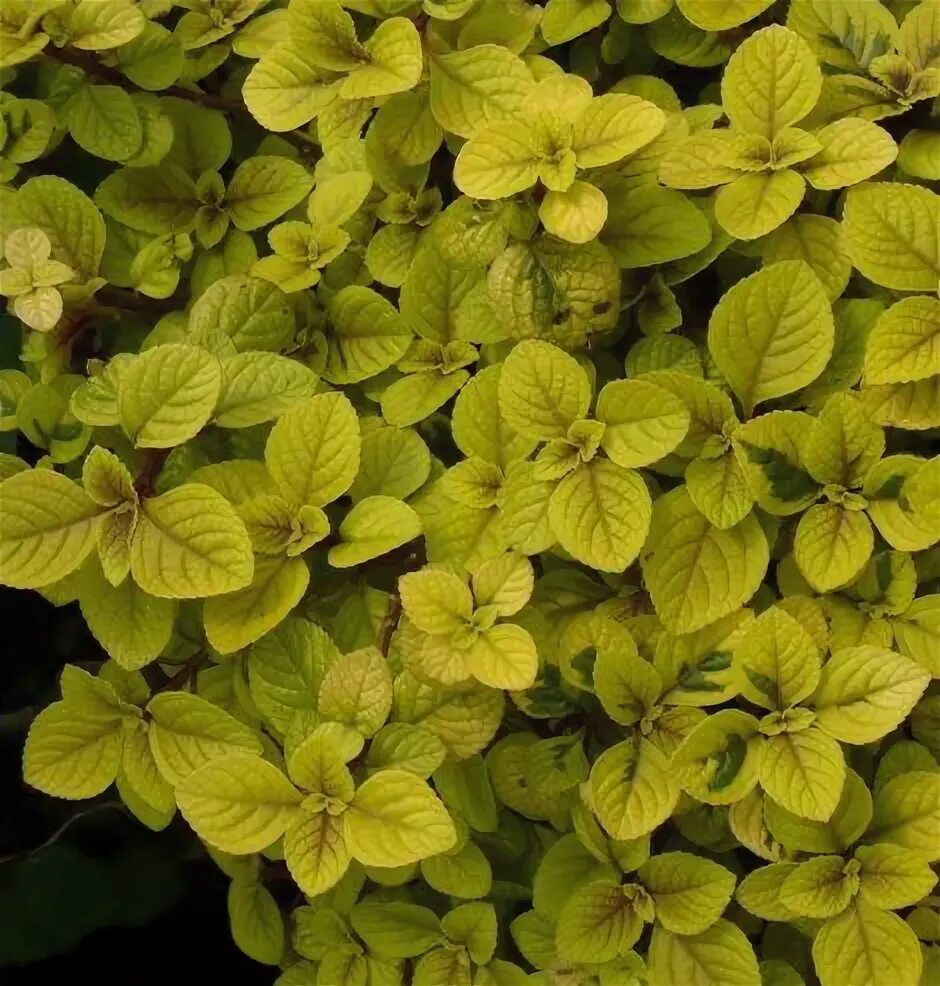 Плектрантус золото трои. Плектрантус эртендаля. Плектрантус скутелларивидный. Плектрантус реснитчатый. Плектрантус золото.