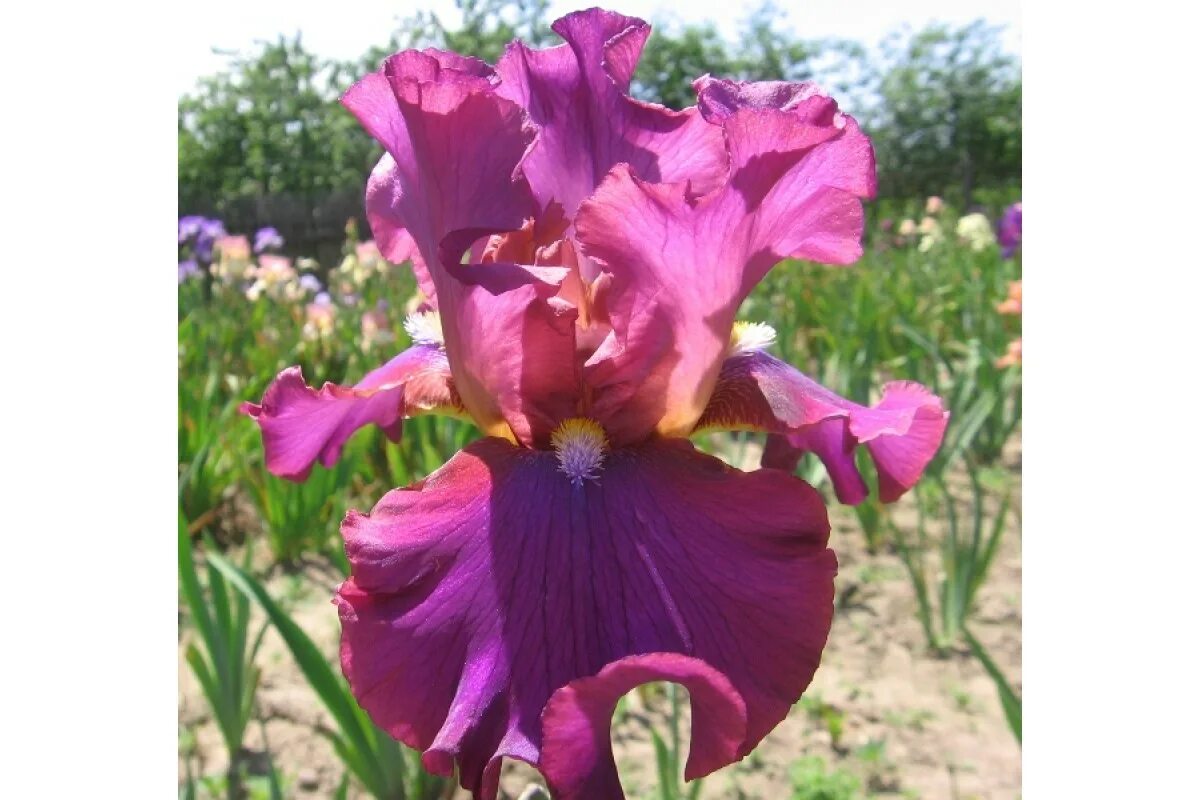 Iris 0.5 1