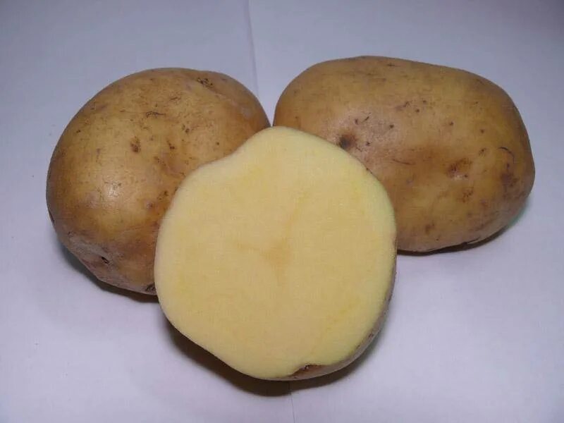 Сорт картофеля Лимонка. Картофель Рамос. Картофель сорт Рамос. Картофель сорт Сантана.