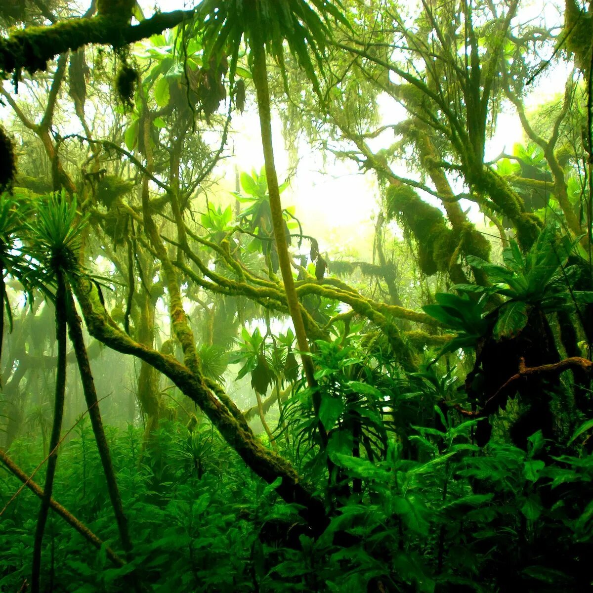 Экваториальный лес Африки. Дождевые леса Африки. Тропический лес Африки. Джунгли Конго.