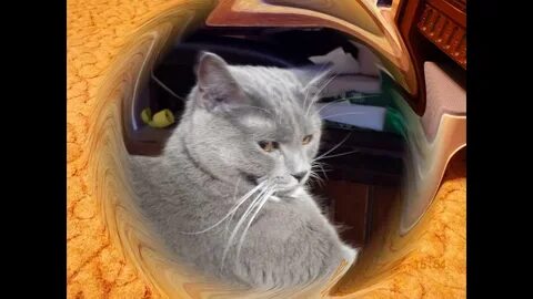 Кот филя дзен