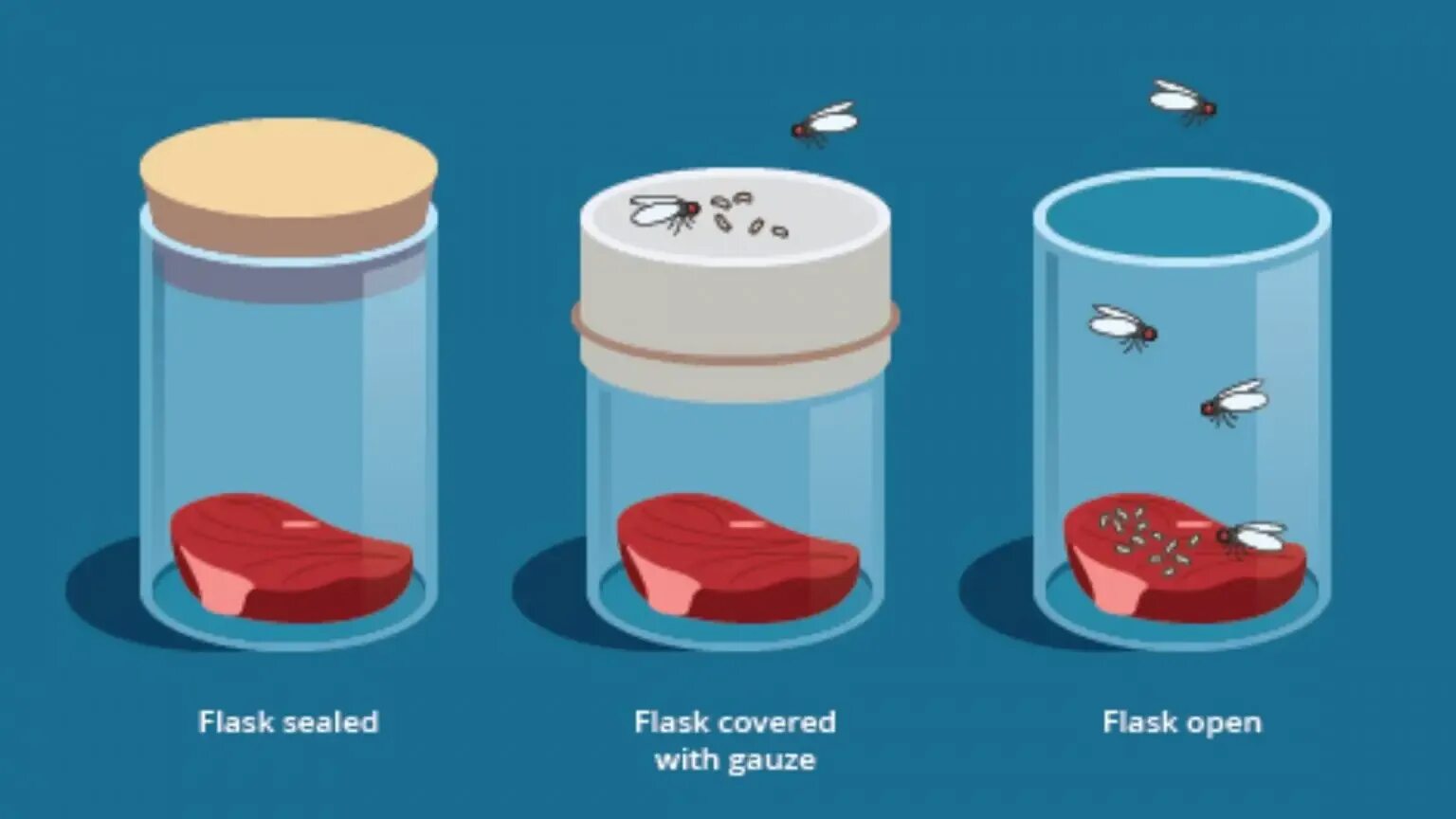 Опыт с мухой. Франческо реди опыт с мясом. Эксперимент Франческо реди. Франческо реди опыт с мухами. Эксперимент Франческо реди с мясом.