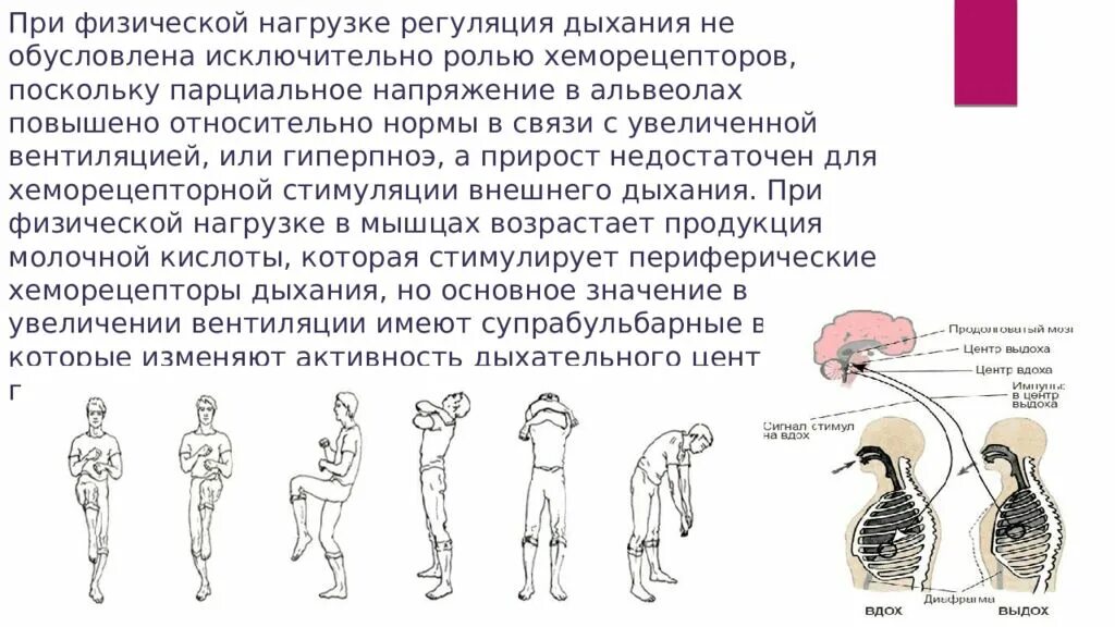 Дыхание во время работы. Регуляция дыхания при физической нагрузке. Особенности дыхания при физической нагрузке. Особенности регуляции дыхания при физической нагрузке. Регуляция дыхания при физической нагрузке физиология.