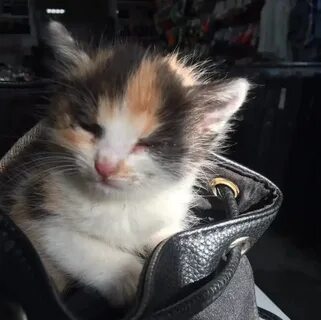 Котенок в чебоксарах в добрые