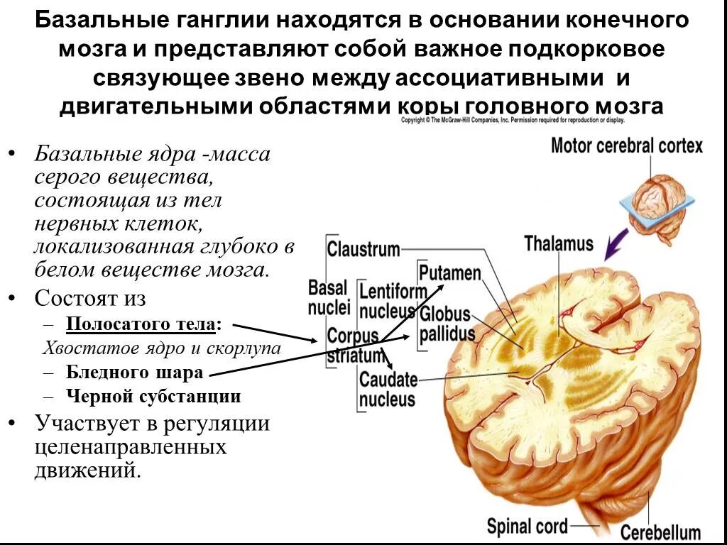 Строение базальных ядер головного мозга. Анатомия строение головного мозга базальные ядра. Конечный мозг базальные ядра структуры. Базальные ганглии конечного мозга. Изменение в базальных отделах