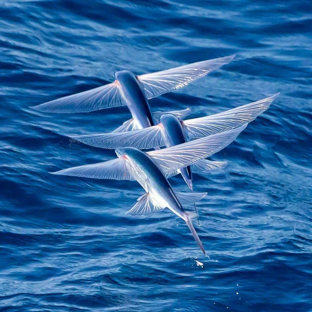Четырёхкрылая летучая рыба. Летучая рыба биплан. Cheilopogon pinnatibarbatus. Мальки летучей рыбы.