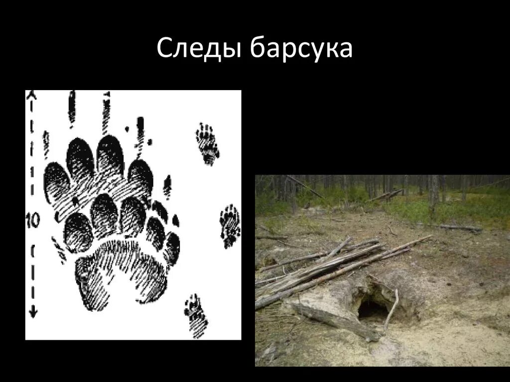 Следы барсука. След барсука. Барсук следы жизнедеятельности. След Барса. Следы жизнедеятельности животных.