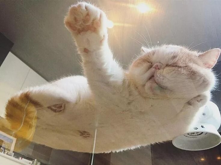 Кот который а. Неуклюжий котик. коты в смешных ситуациях. кот балдеет. котики на стеклянном столе.