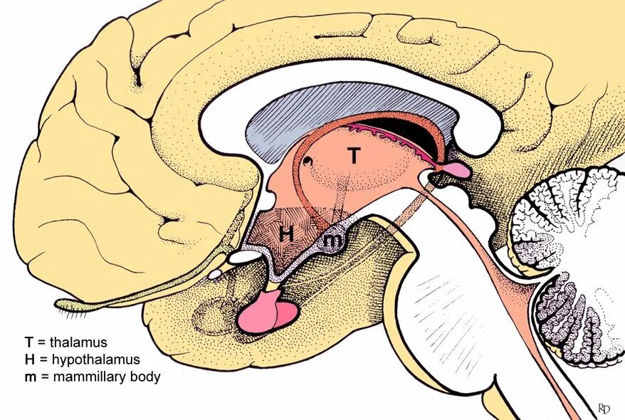 Гипофиз у животных. Гипофиз и таламус. Таламус и гипоталамус. Гипоталамус гипофиз и гипоталамус. Промежуточный мозг гипоталамус.