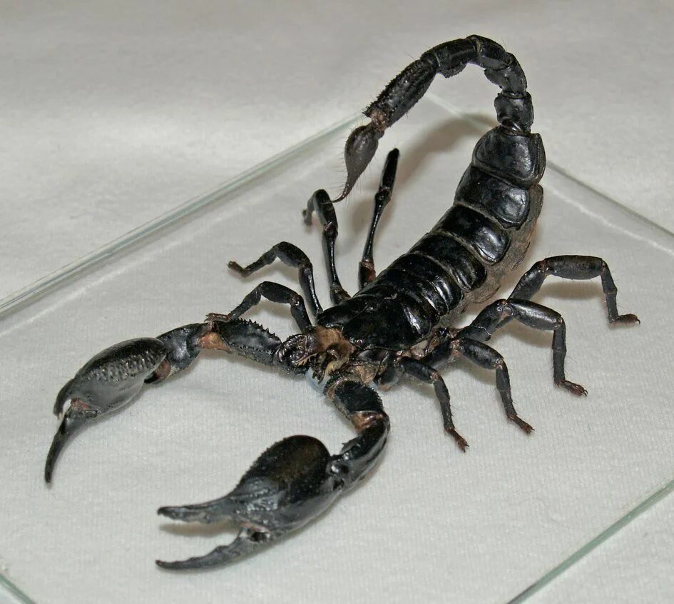 Pandinus Imperator. Императорский Скорпион. Черный Королевский Скорпион. Heterometrus cyaneus. Animals scorpions