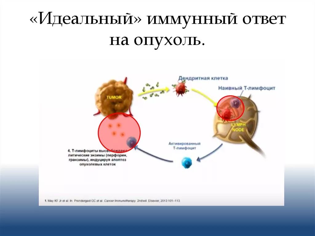 Рост иммунных клеток. Клетки иммунной системы на опухолевые клетки. Иммунная система иммунный ответ. Иммунная система и раковые клетки. Первичный иммунный ответ на опухоль иммунология.