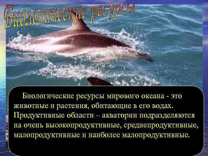 Самые продуктивные моря. Характеристика мирового океана. Биологических ресурсов мирового океана. Продуктивное море это. Самые продуктивные моря.