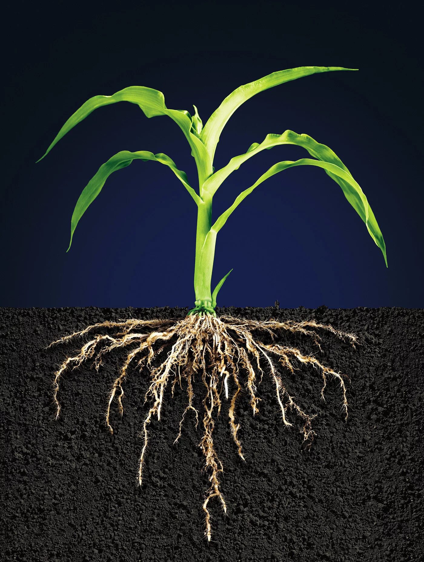 Root