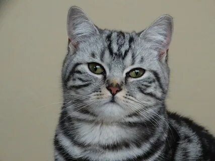 Британский короткошерстный кот полосатый: 2 тыс изображений найдено в  Яндекс Картинках