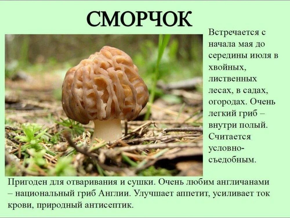 Можно ли есть сморчки. Сморчки грибы съедобные и несъедобные. гриб строчок и сморчок. сморчок гриб описание. сморчок луговой.